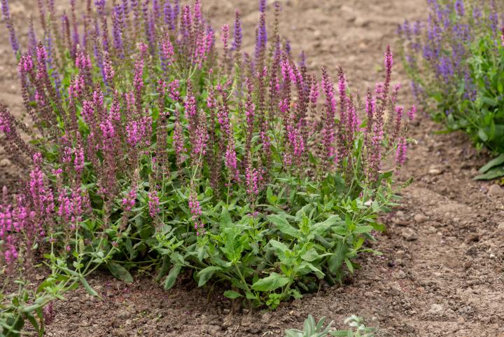 Salvia nemorosa 'Pink Beauty'