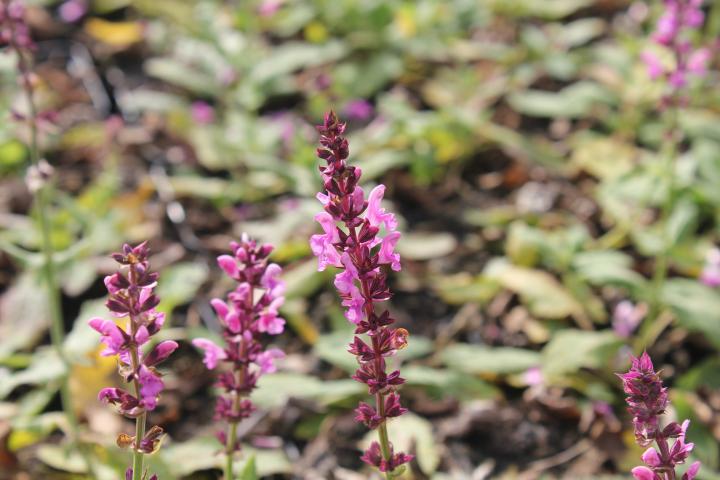 Salvia nemorosa 'Rose Queen'
