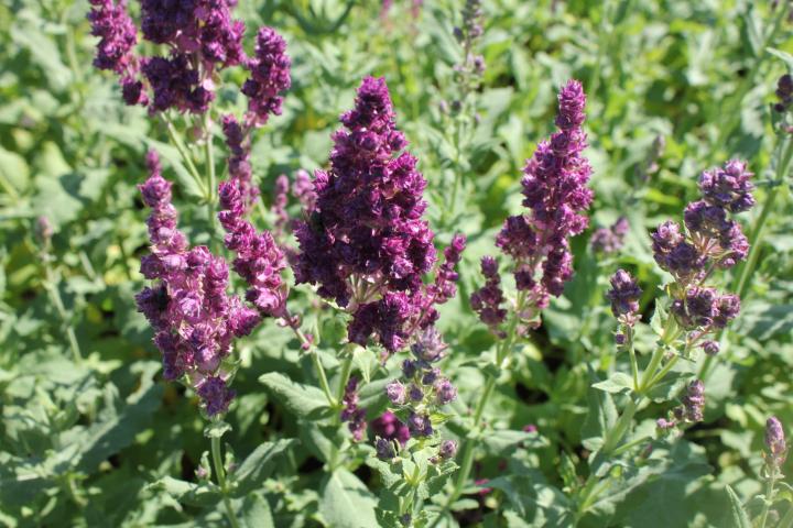 Salvia nemorosa 'Schwellenburg'