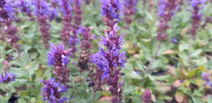 Salvia nemorosa 'Sensation® Medium Deep Blue'