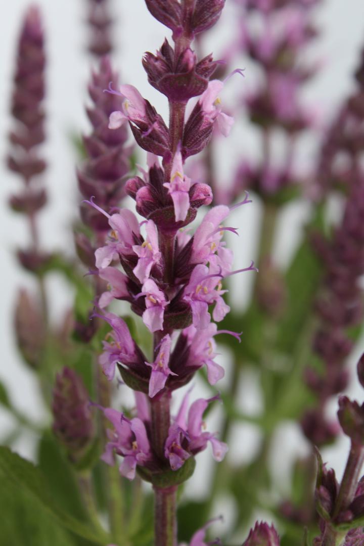 Salvia nemorosa 'Sensation® Medium Deep Rose'