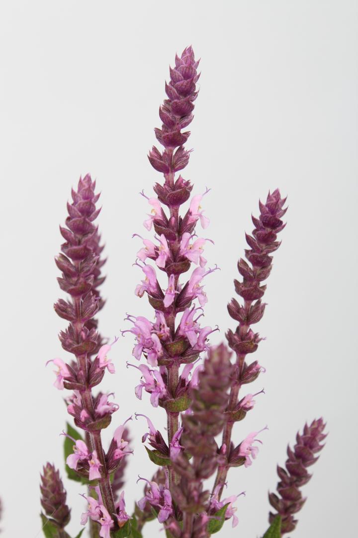 Salvia nemorosa 'Sensation® Medium Deep Rose'