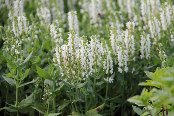 Salvia nemorosa 'Sensation® Medium White'