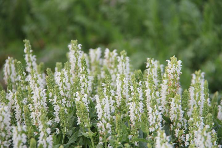 Salvia nemorosa 'Sensation® Medium White'
