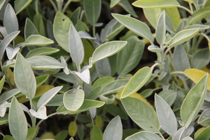 Salvia officinalis 'Albiflora'