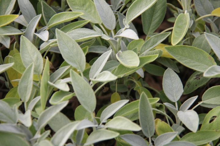 Salvia officinalis 'Albiflora'