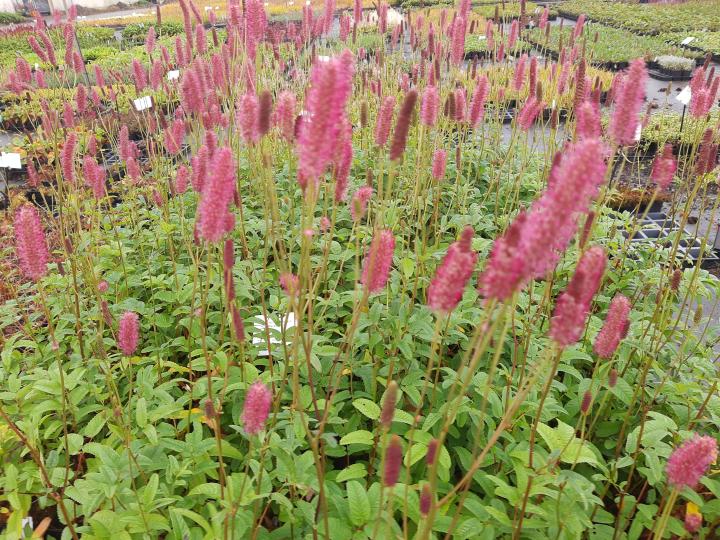 Sanguisorba officinalis 'Blackthorn'