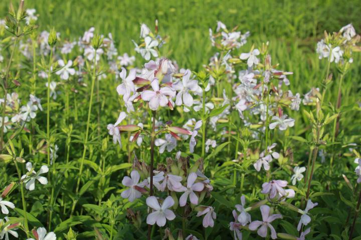 Saponaria officinalis