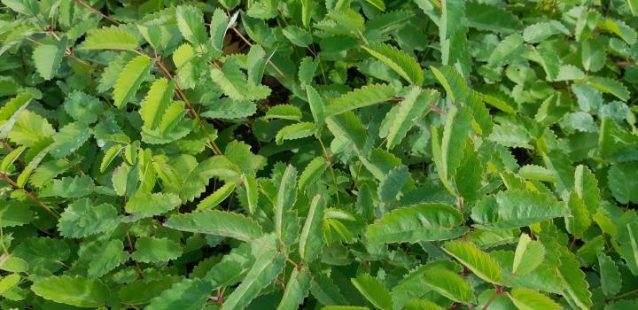 Sanguisorba officinalis