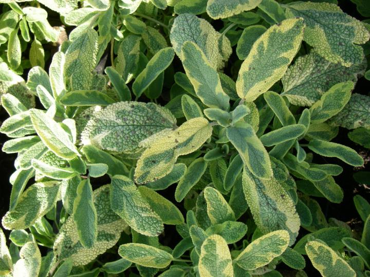 Salvia officinalis 'Icterina'