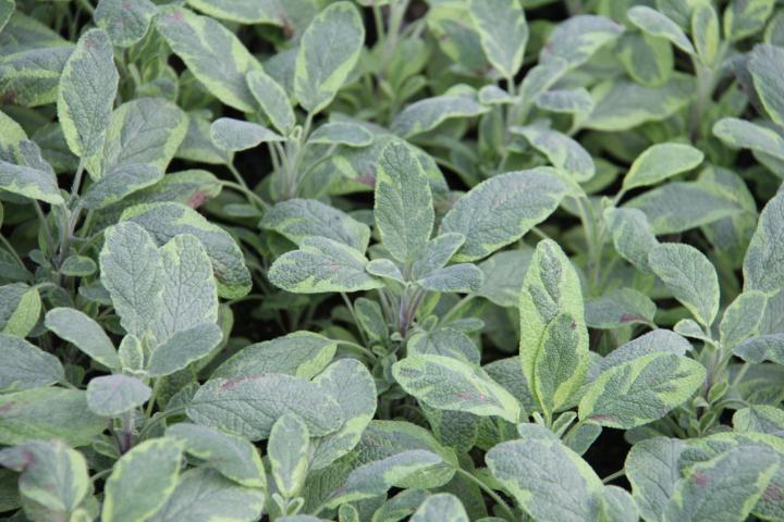 Salvia officinalis 'Icterina'