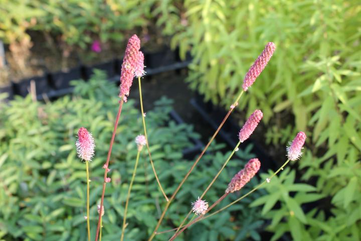 Sanguisorba officinalis 'Pink Tanna'