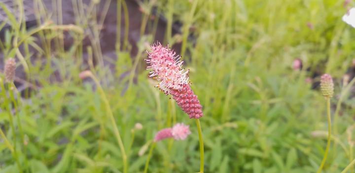 Sanguisorba officinalis 'Rock and Roll'