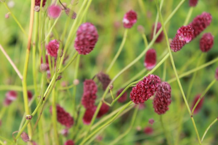 Sanguisorba officinalis 'Red Thunder'