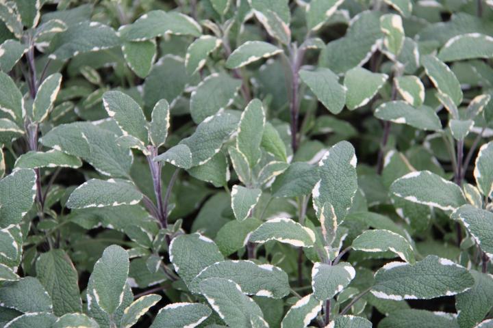 Salvia officinalis 'Tricolor'