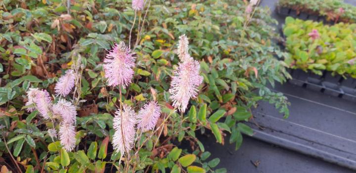 Sanguisorba  'Pink Brushes'