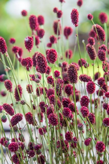 Sanguisorba 'Proud Mary'