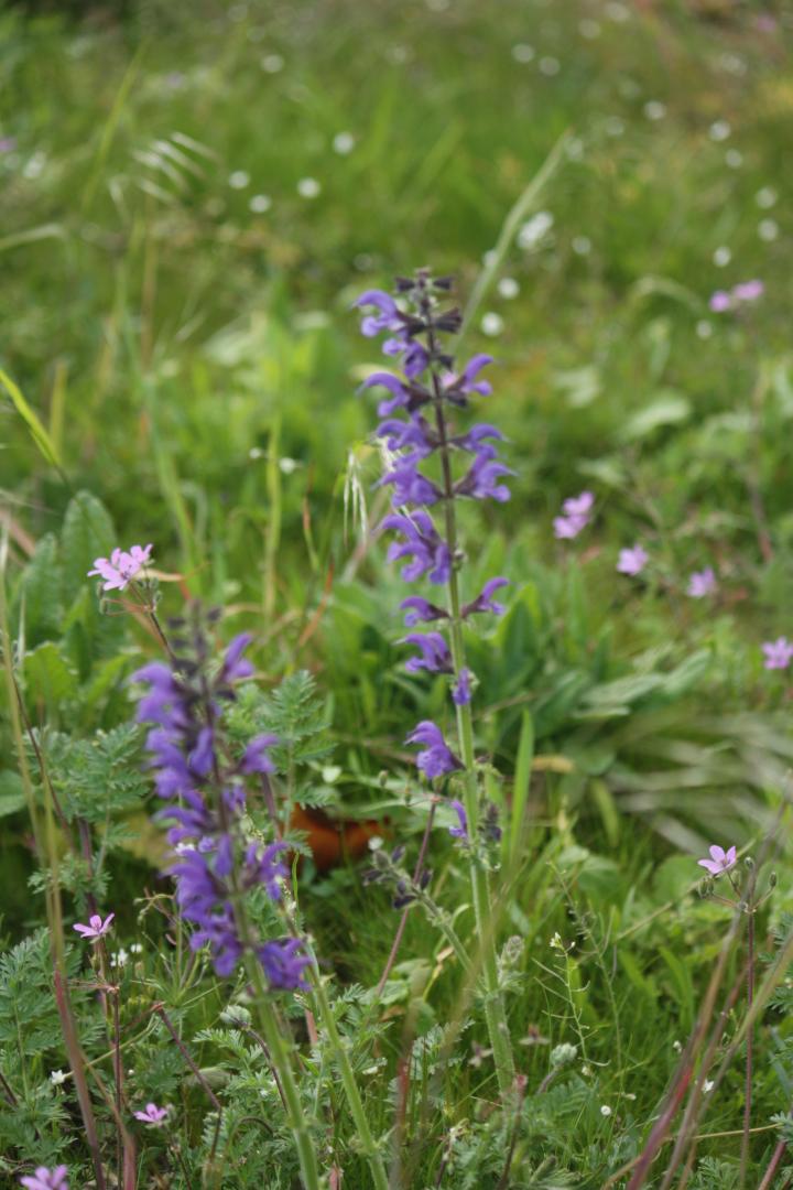 Salvia pratensis