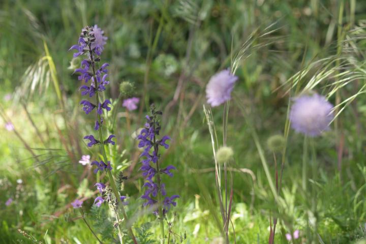 Salvia pratensis