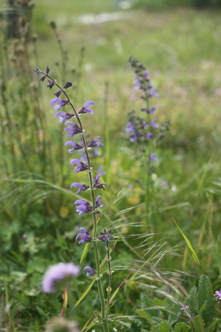 Salvia pratensis