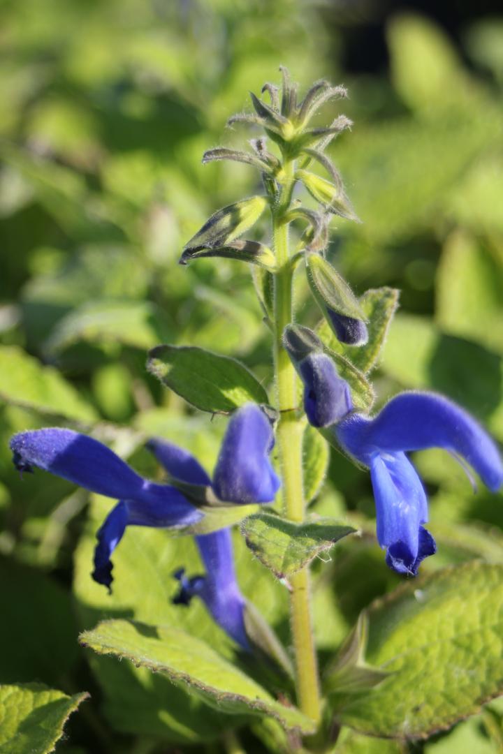 Salvia patens 'Royal Blue'
