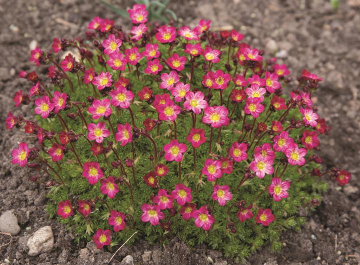 Saxifraga arendsii 'Purpurteppich'
