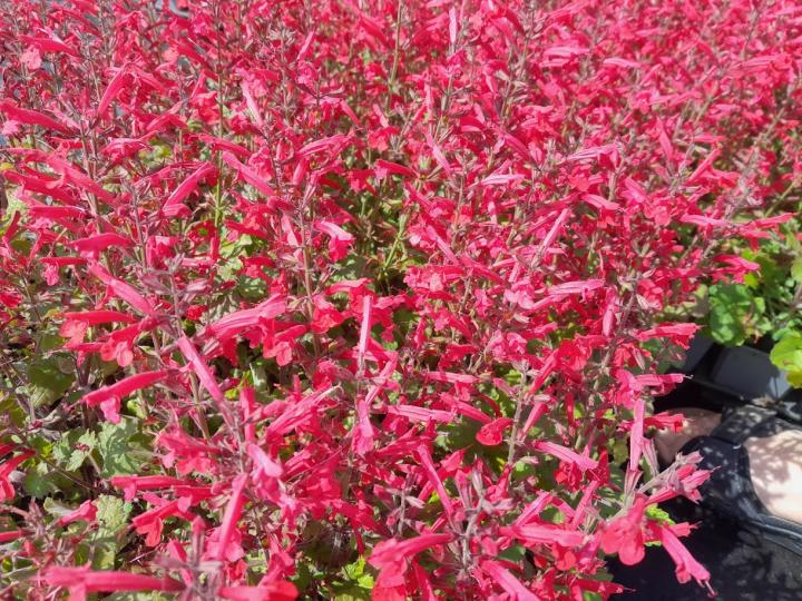 Salvia roemeriana 'Hot Trumpets'