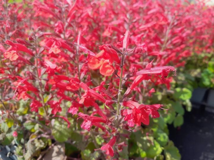 Salvia roemeriana 'Hot Trumpets'