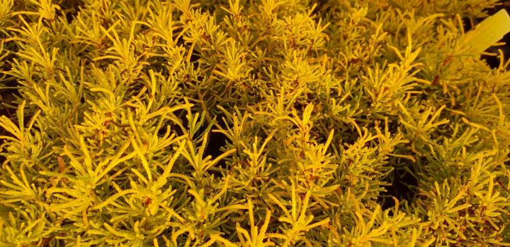 Santolina rosmarinifolia 'Lemon Fizz'