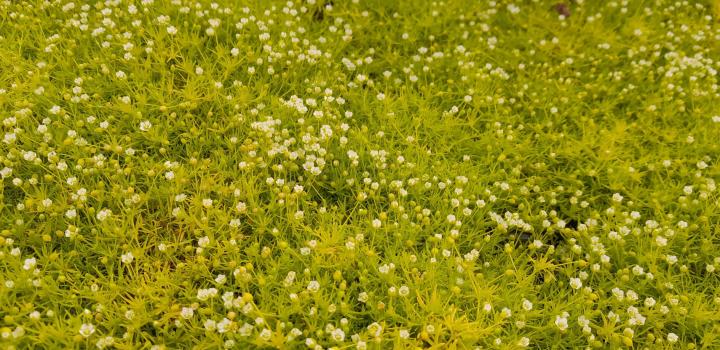 Sagina subulata 'Aurea' ('Lime Moss')