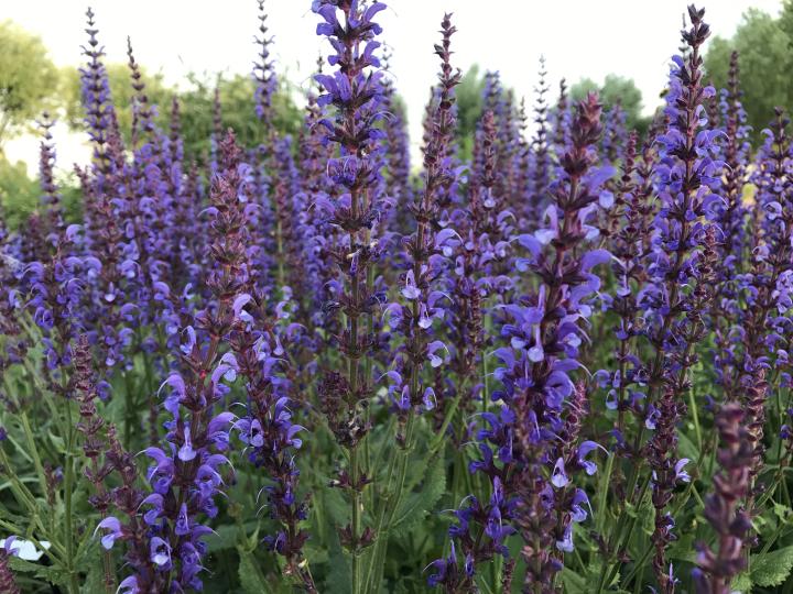 Salvia sylvestris (x) 'Dear Anja'