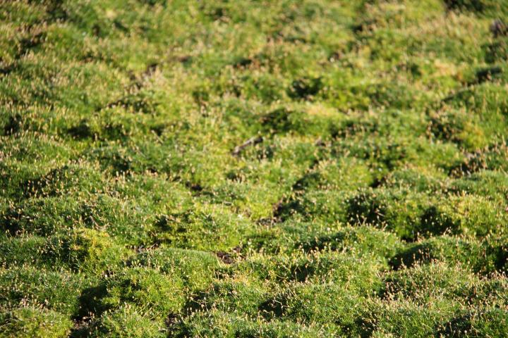 Sagina subulata 'Senior' ('Green Moss')
