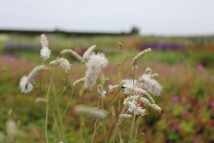 Sanguisorba tenuifolia var. alba