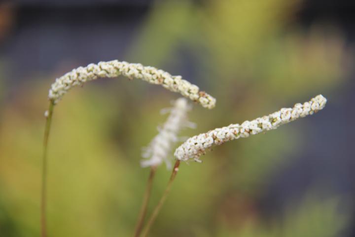 Sanguisorba tenuifolia 'All Time High'