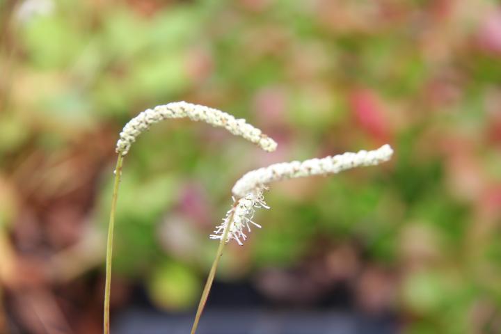 Sanguisorba tenuifolia 'All Time High'