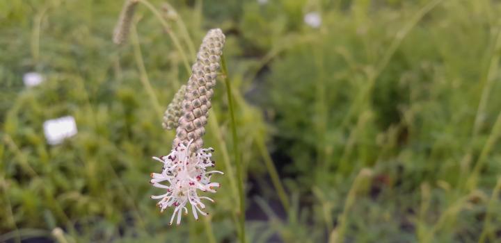 Sanguisorba tenuifolia 'Strawberry Frost'