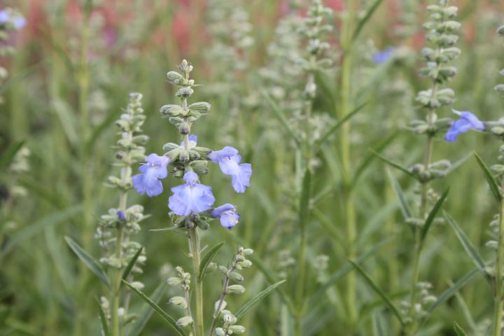 Salvia uliginosa 'African Skies'