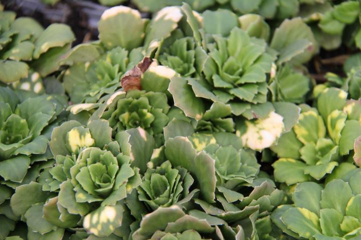 Saxifraga urbium (x) 'Variegatum'