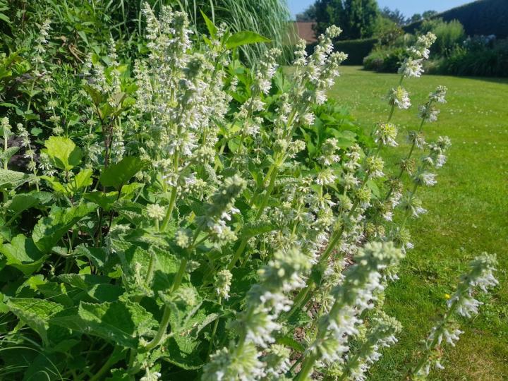 Salvia verticillata 'Alba'