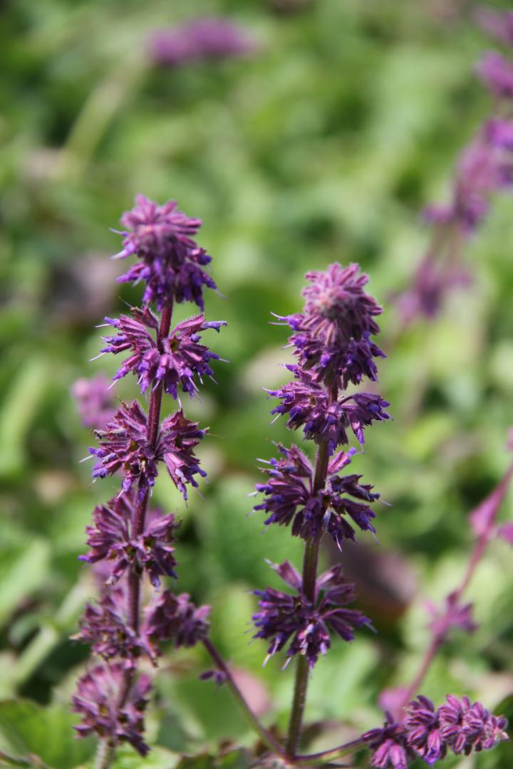 Salvia verticillata