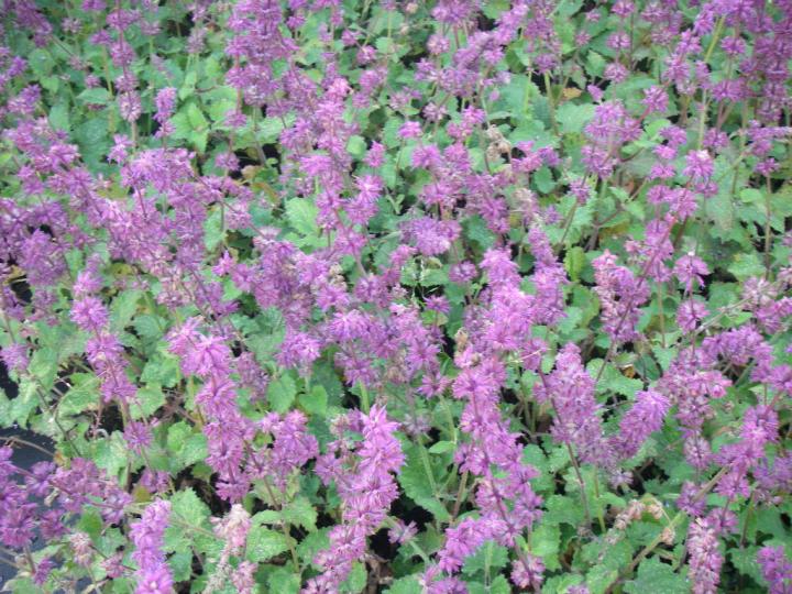 Salvia verticillata 'Purple Rain'