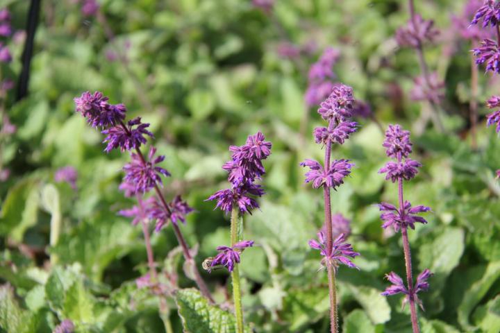 Salvia verticillata 'Purple Rain'