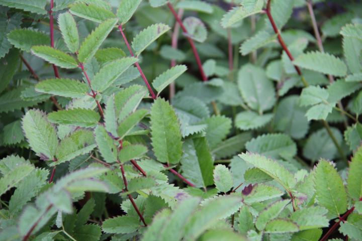 Sanguisorba 'White Brushes'