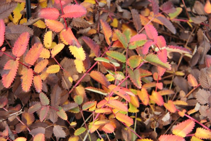 Sanguisorba 'White Brushes'