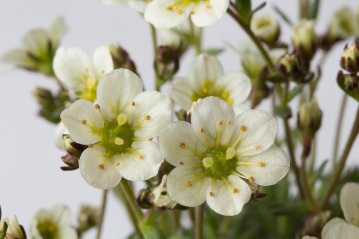 Saxifraga arendsii 'White Pixie'(stek)