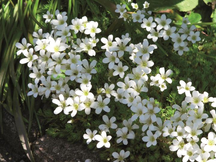 Saxifraga arendsii 'White Pixie'(stek)