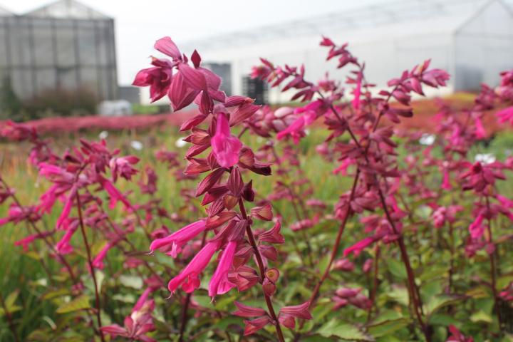 Salvia  'Wendy's Wish' ®