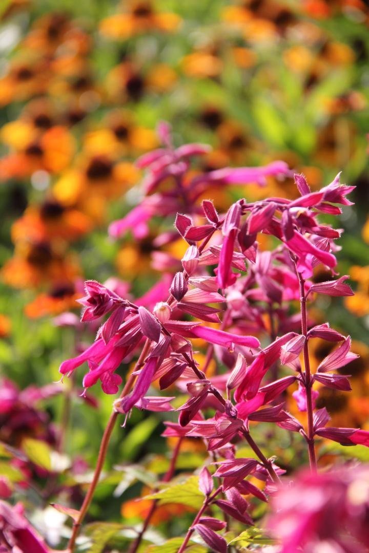 Salvia  'Wendy's Wish' ®