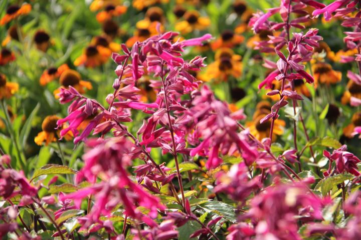Salvia  'Wendy's Wish' ®