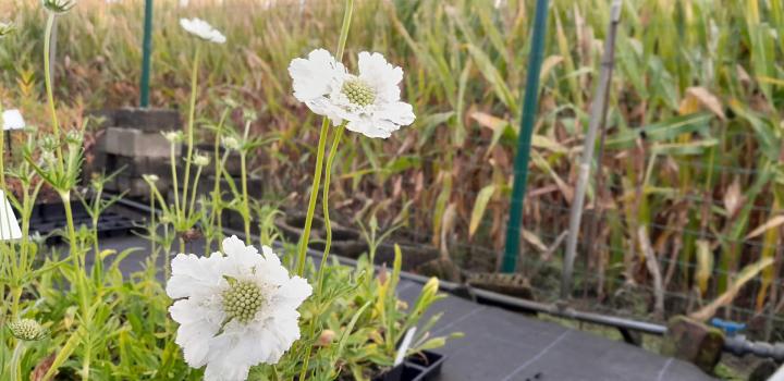 Scabiosa caucasica 'Alba' ('Perfecta Alba')